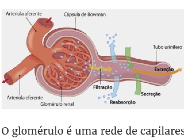 De reabsorção, onde algumas substâncias são absorvidas pelos capilares.