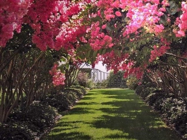 Caminho com flores.