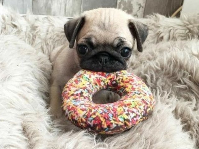 Um pug❤