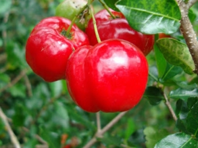 Acerola