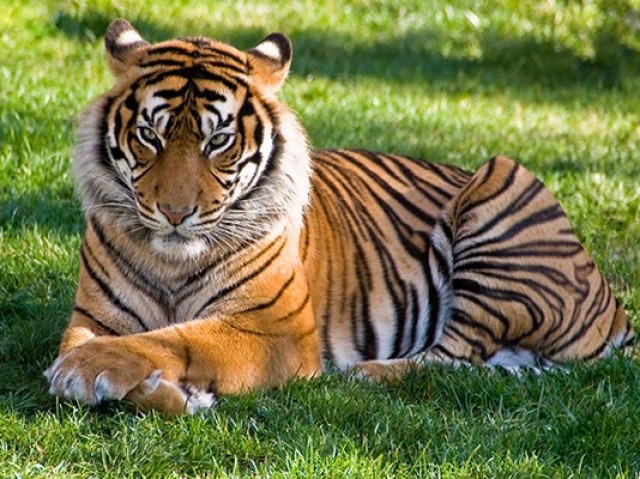 tigre