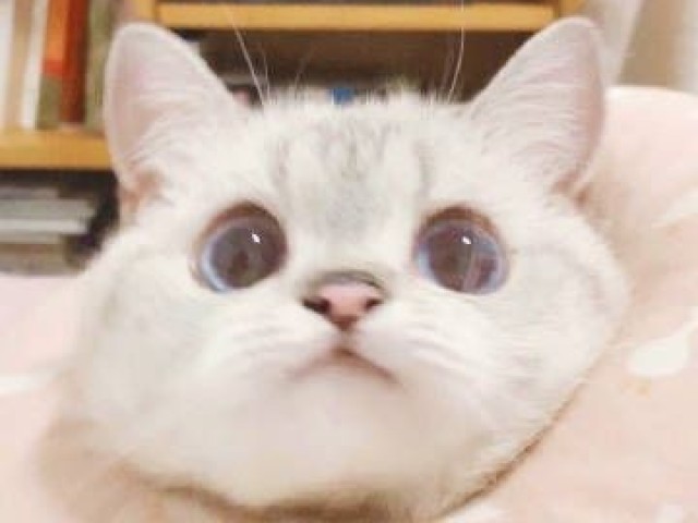 Gato,óbvio :)