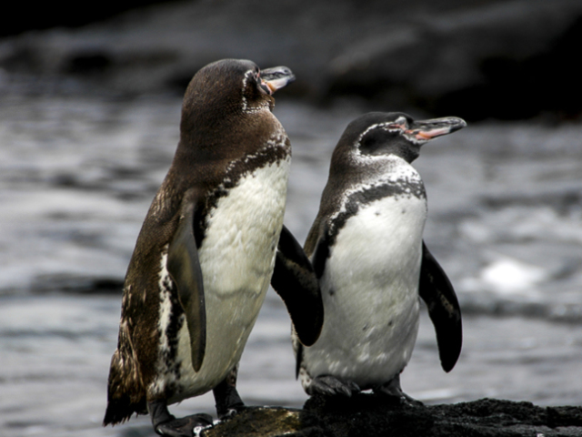 Pinguim-das-galápagos