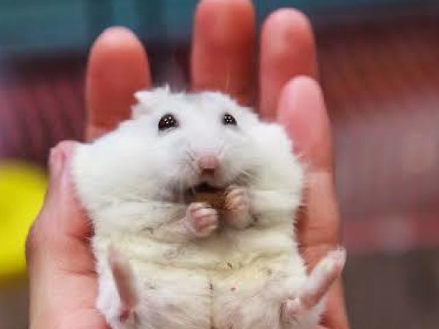 hamster