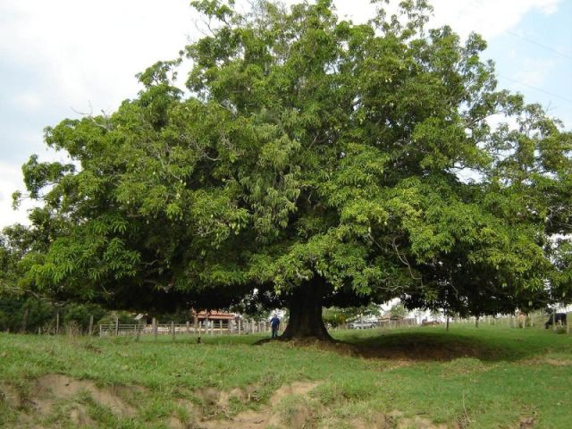 mangueira gasosa