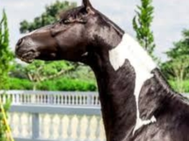 Cavalo