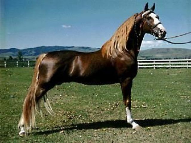 cavalo