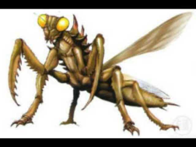 Kamacuras