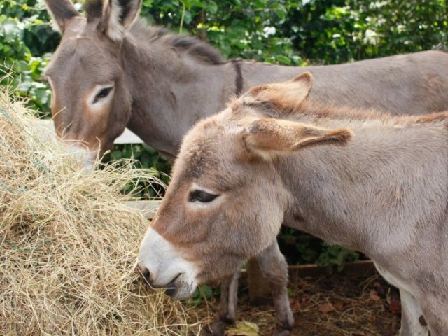 Quando um burro fala o outro abaixa a orelha.