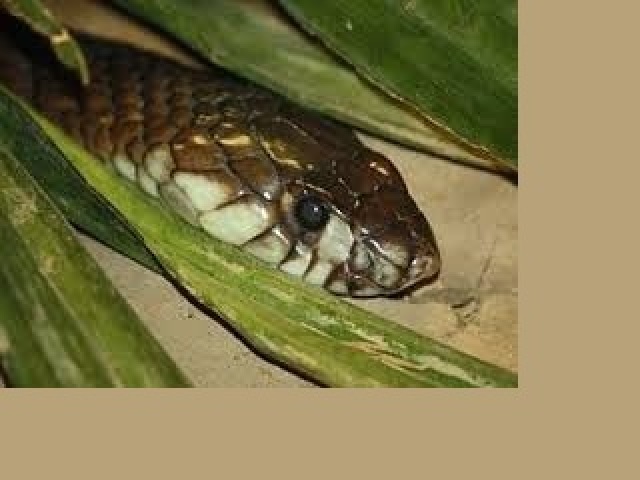 Não,Venenosas são aquelas que só te envenenam se você comer elas ou algo parecido e no Brasil não existe uma cobra assim