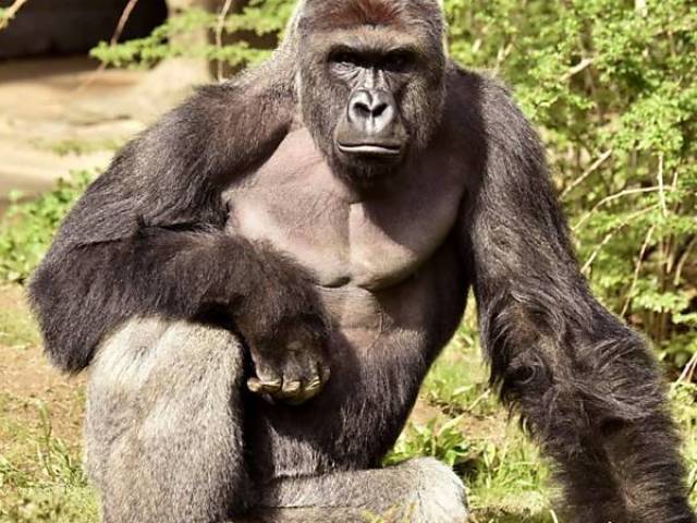 Harambe