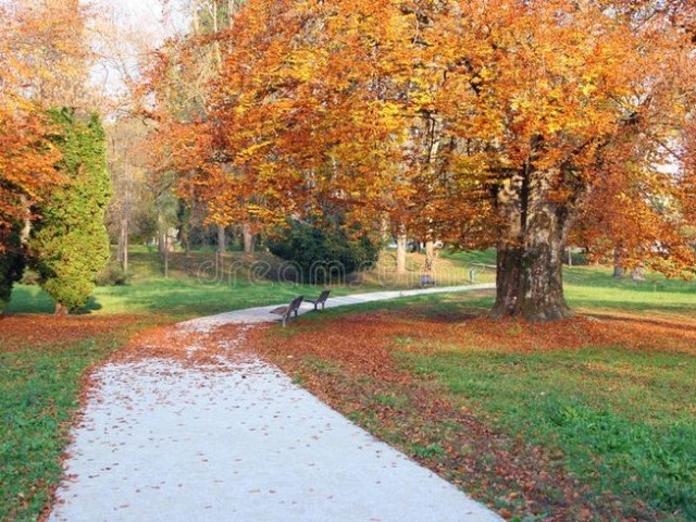 🌲🍁Parque Com árvores