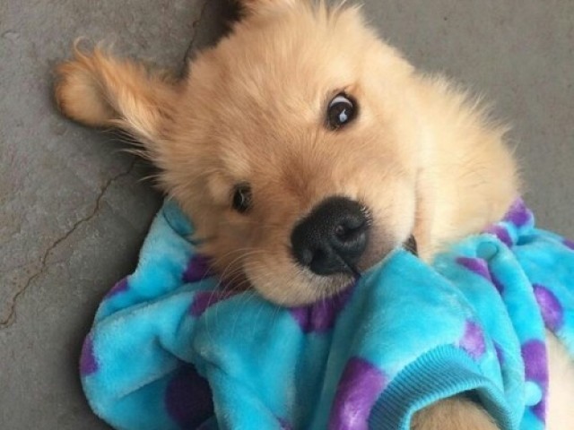 Qual animal de estimação você seria?