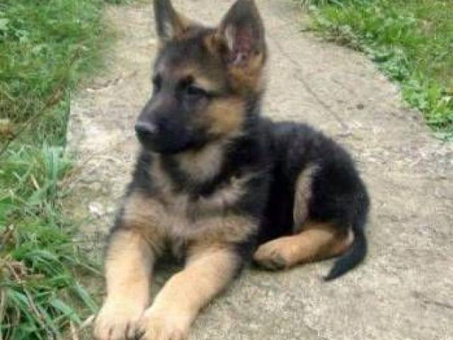 Cachorro Macho