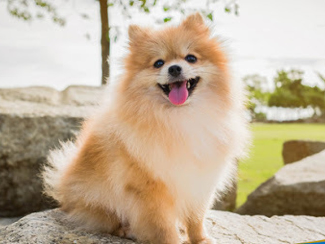 Cachorro Fêmea