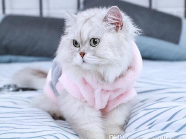 Gato Fêmea