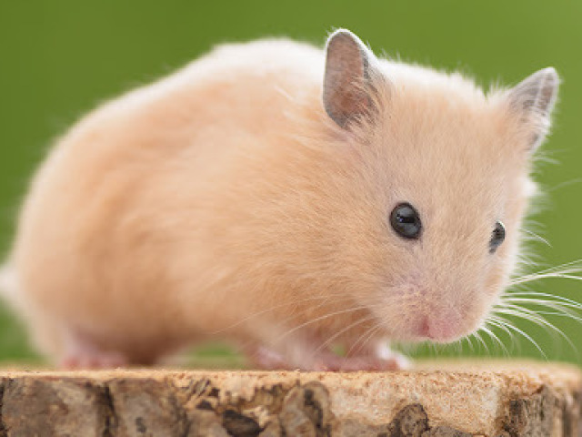 Hamster Fêmea
