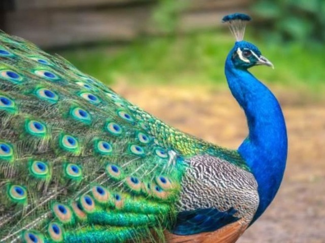 Pavão Fêmea