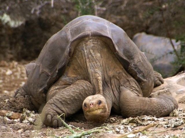 Tartaruga Macho