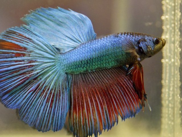 Peixe Macho