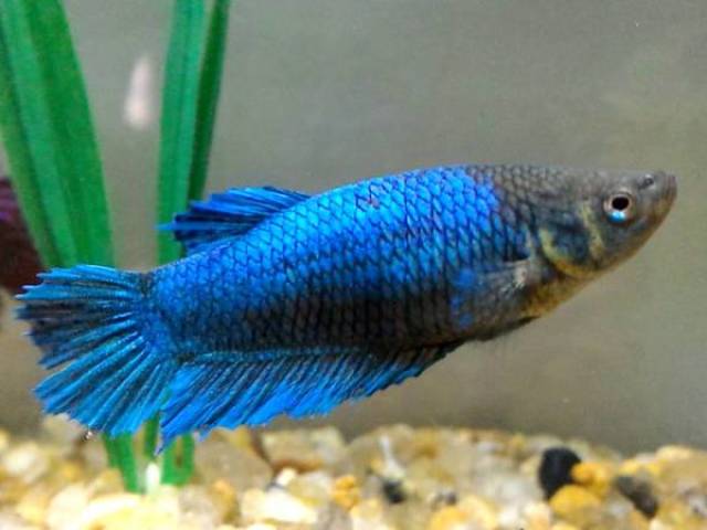 Peixe Fêmea
