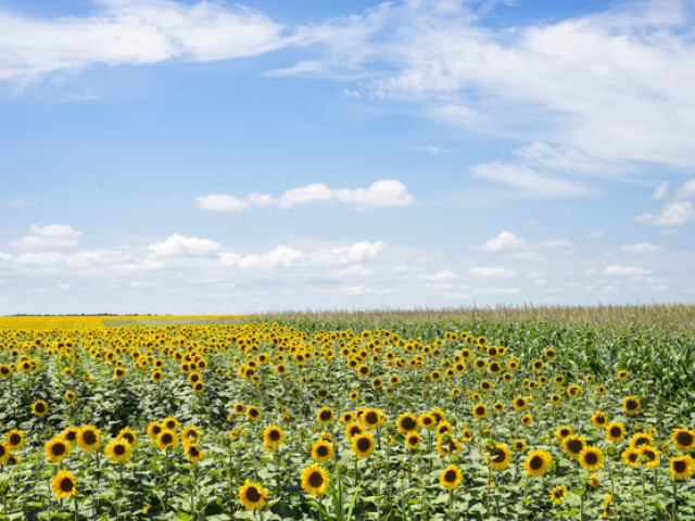 Campo de girassois