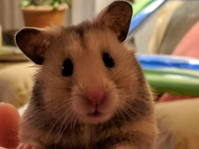 HAMSTER