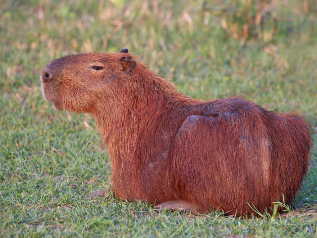 A capivara