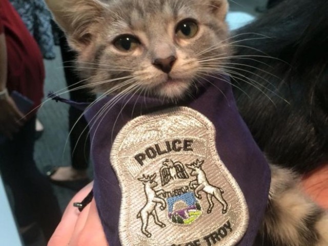 Um gato policial.