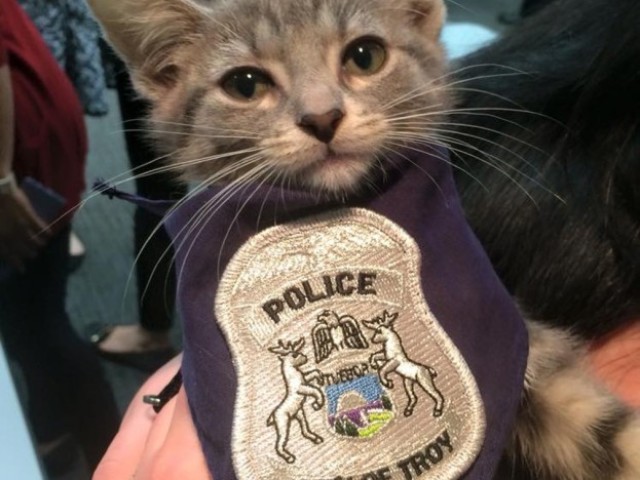 Um gato policial.