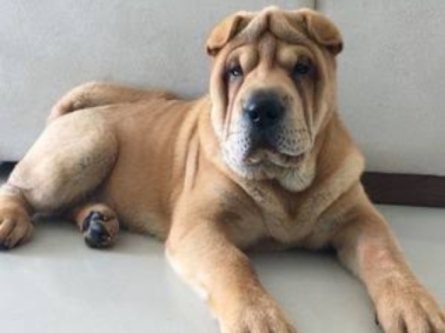 Shar pei