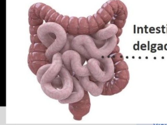 Intestino