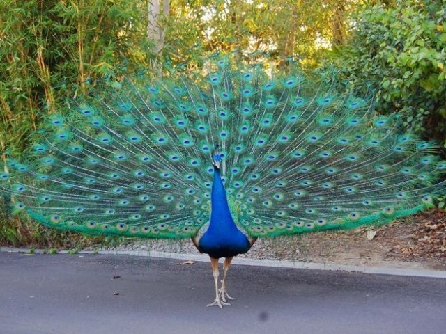 Pavão