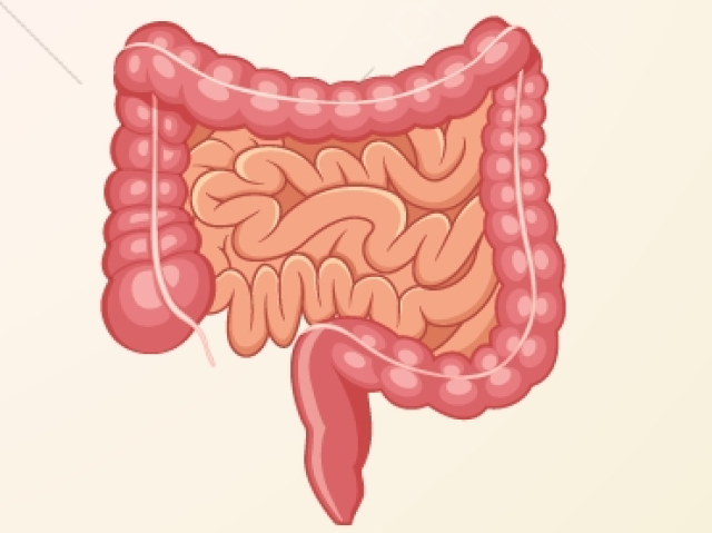 Intestine