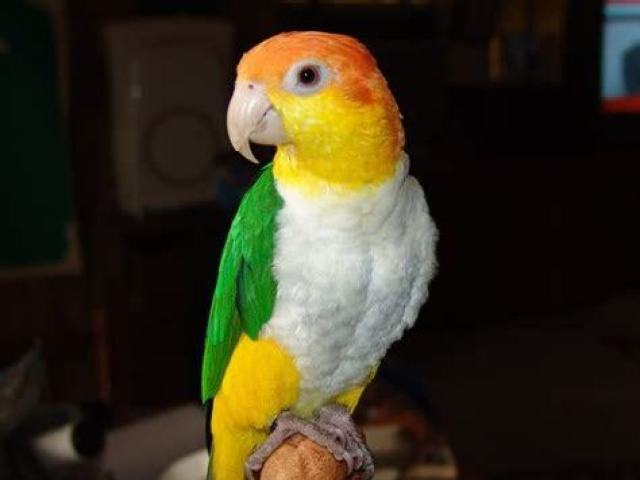 Papagaio caique