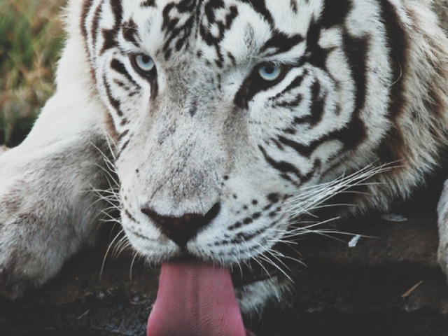 Tigre Albino