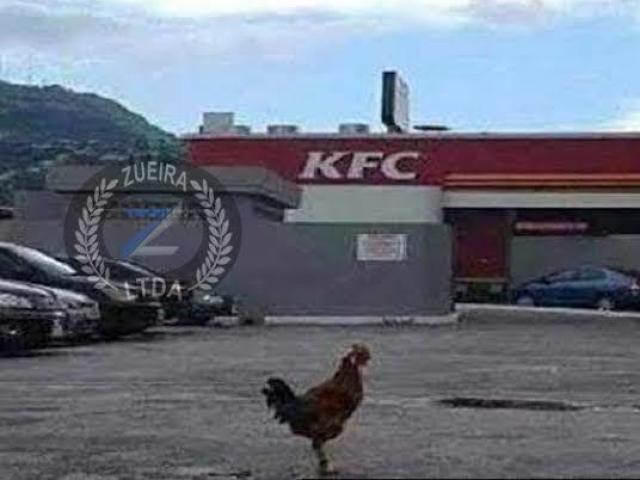 Frango empanado