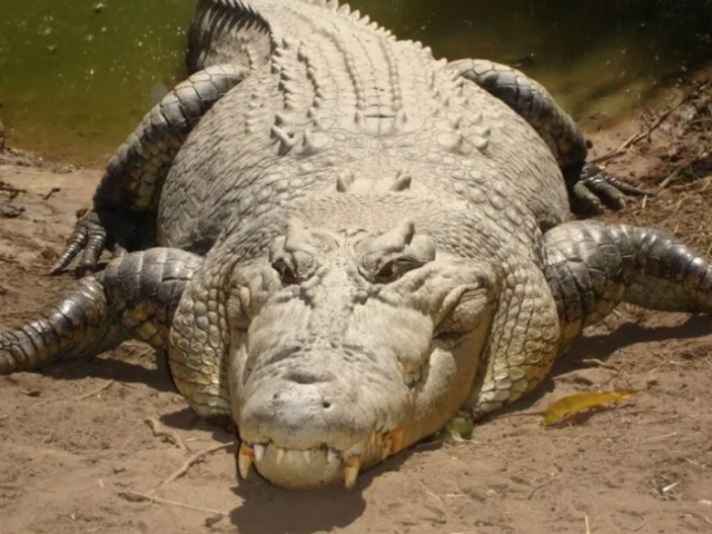 Crocodilo