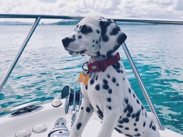 Dalmata 🐄