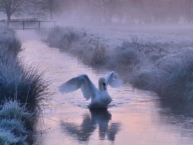 Cisnes 🦢