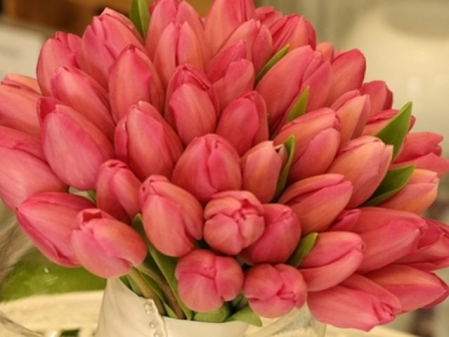 Tulipas.