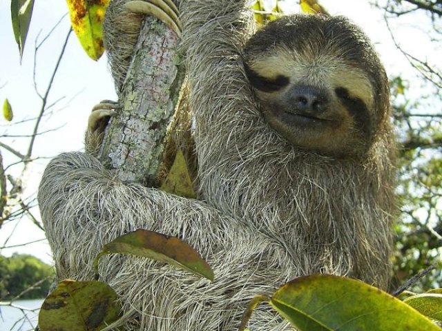 BICHO-PREGUIÇA