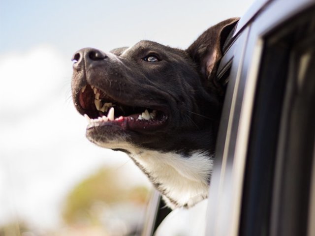 O TESTE É SOBRE CACHORRO, LEMBRA?