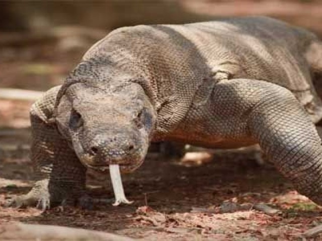 Dragão-de-komodo