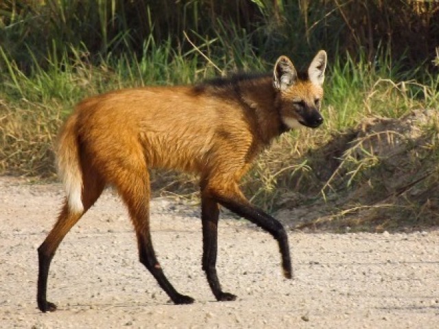 Vou gastar meu lobo guará