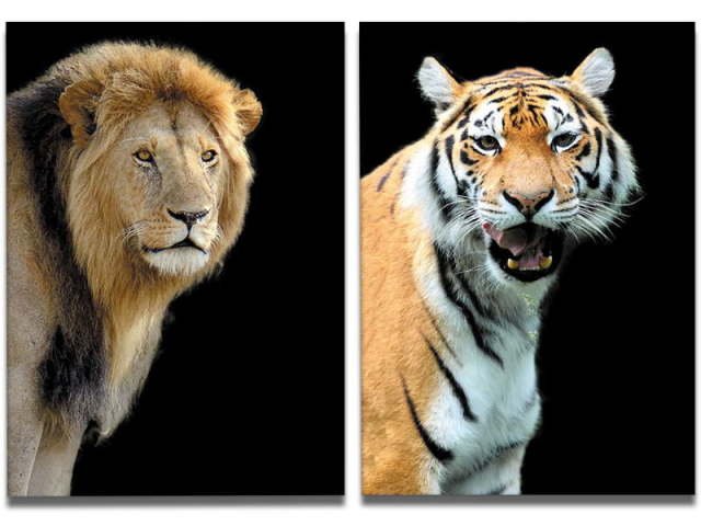 Você é mais leão ou tigre?