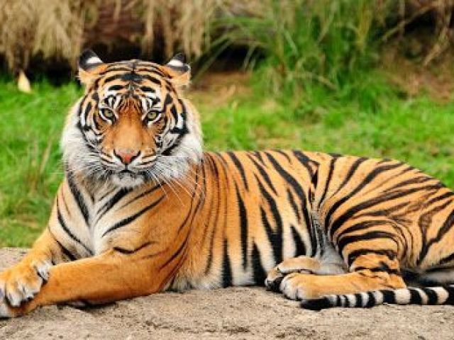 Tigre!