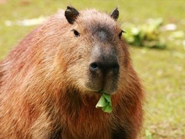 Capivara