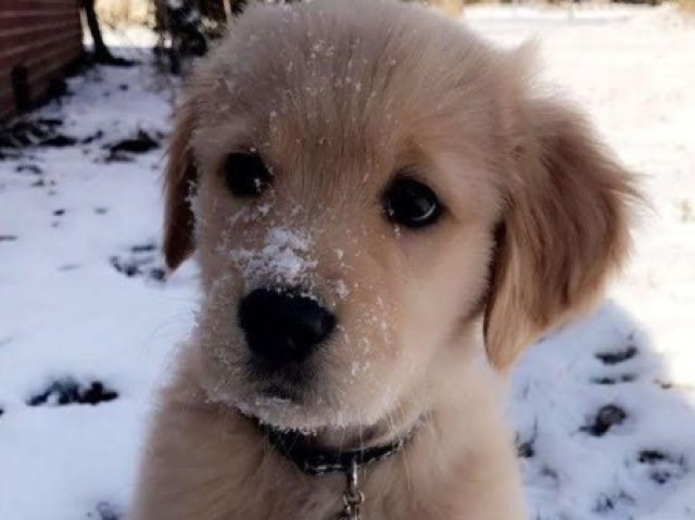 Um cachorrinho (AAAH QUE COISINHA PERFEITA)