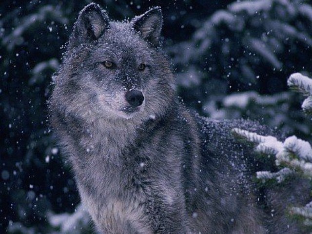Lobo